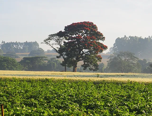 Bubayi Farm Picture